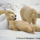 Illustration for article titled Thursidae - Ursus maritimus Edition
